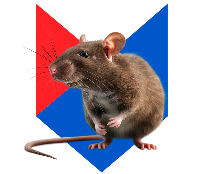 Крыса Крыса