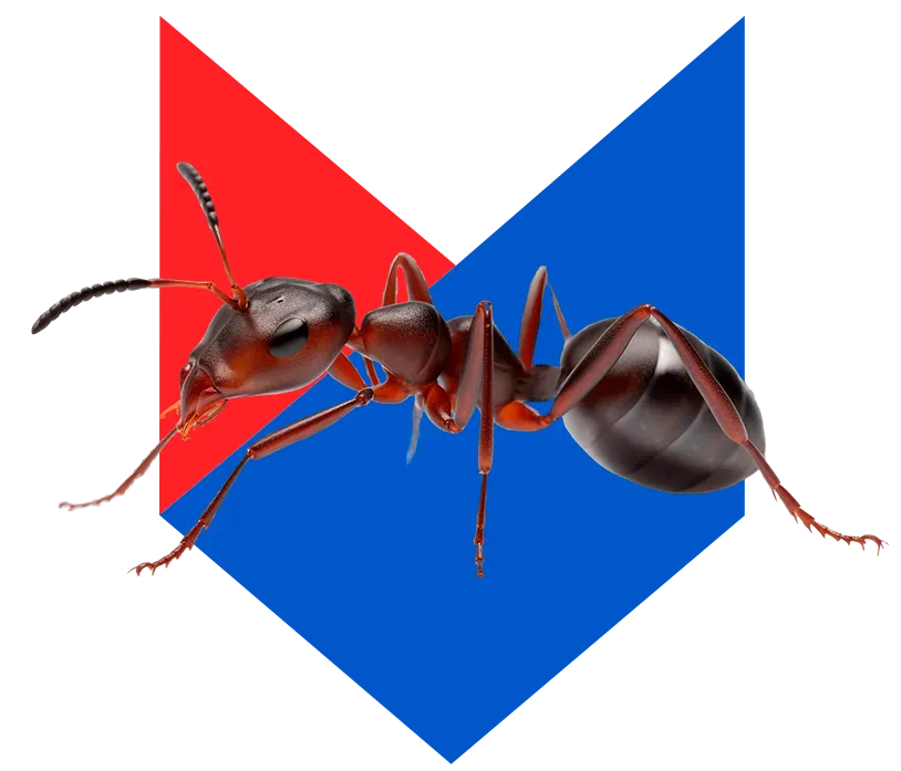 Муравей Муравей